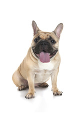 Obraz premium French bulldog on white background