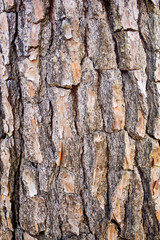 Bark of Pine Tree