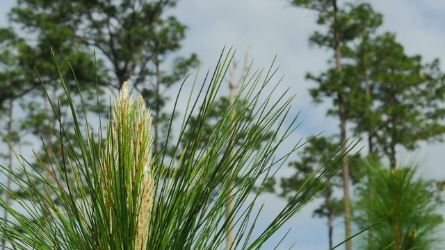 Longleaf Pine timelapse
