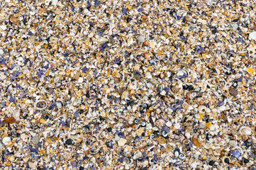 Seashells background. Many sea shells on a beach summer background