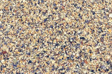 Seashells background. Many sea shells on a beach summer background
