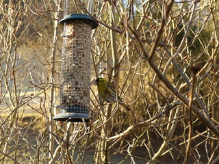 Wintervogelfütterung