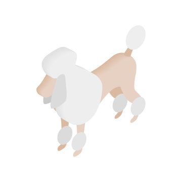 White French poodle isometric 3d icon 