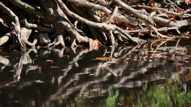 Tangled tree roots are reflected on the surface of a slow flowing creek with floating autumn leaves. Looping with fade.