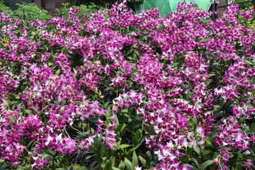 Obraz premium flower festival for Lunar new year decoration in Vietnam with many purple orchids