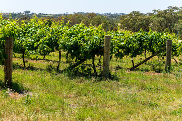Fototapeta na wymiar Australian vineyard landscape