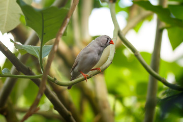 Zebra finch (Taeniopygia guttata) sitting on a branch