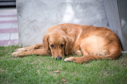 Golden retriever dog