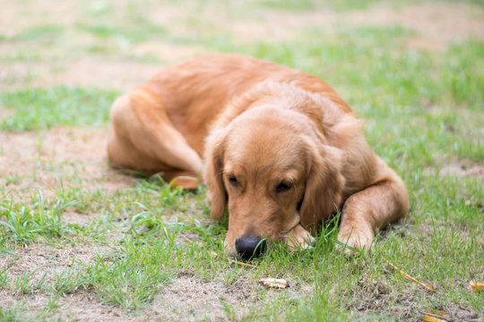 Golden retriever dog lying on the grass looking sad