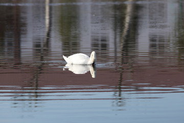 Swan finds its food in water