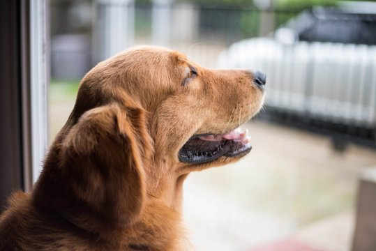 Golden retriever