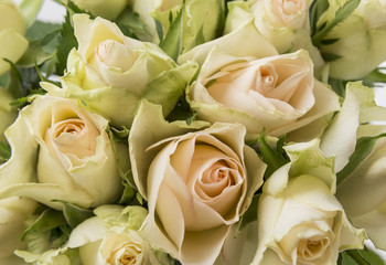 white roses close up detail