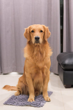 A portrait of a cute Golden Retriever