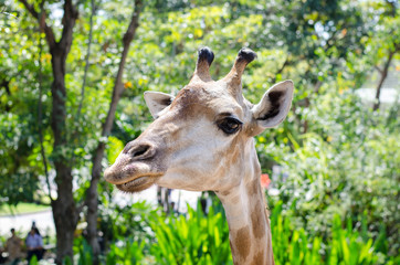 Naklejka premium giraffes