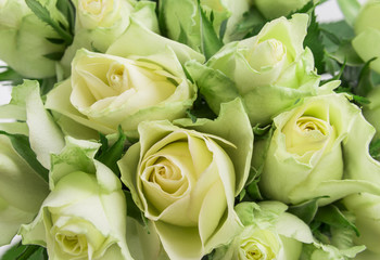 white roses close up detail