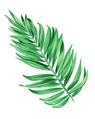 vector illustration of a tropical leaf. Artistic brush stokes create a layered botanical illustration of a palm. single isolated element for decoration, fashion. Nature, tree, aloha colors. - 102795749