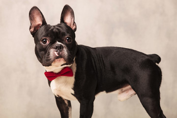 portrait of curious black and white french bulldog