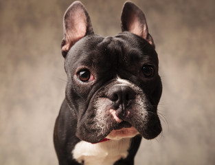 cute french bulldog puppy dog looking at the camera