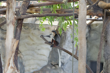 monkey in zoo