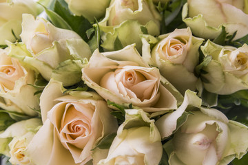 bouquet of roses close up