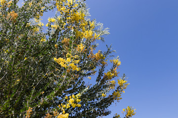 flower of pearl acacia tree