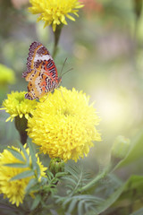 Butterfly on Marigold