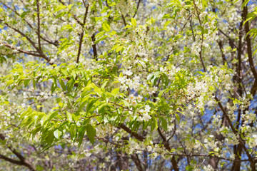 flower of wild himalayan cherry tree