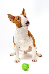 Bull terrier sitting near green spiked ball, pedigree dog, studio shot, isolated on white background 
