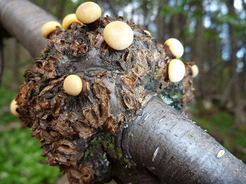mushroom paraziting on a tree branch