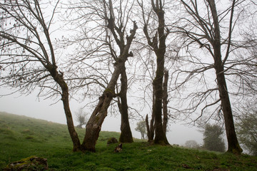 Fototapeta premium Fog on a mountain in French Pyrenees