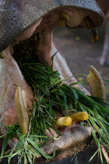 Hippo open his mouth