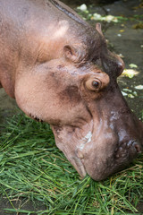 hippo eat vegetable