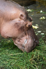 hippo eat vegetable