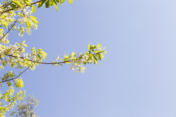 flower of wild himalayan cherry tree
