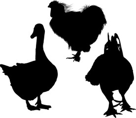 goose and two roosters black silhouettes