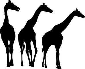 isolated three giraffe black silhouettes