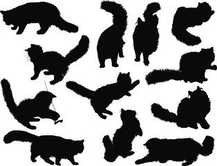 twelve small black kittens on white