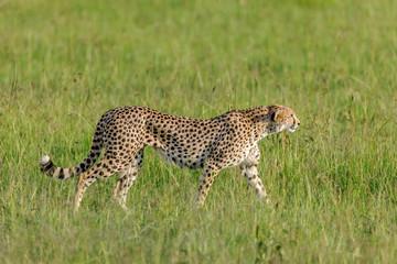 cheetah © Herbert