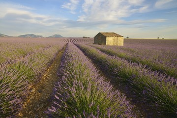 Naklejka na ściany i meble House in a lavender field, Plateau de Valensole, Provence, France