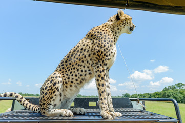 cheetah © Herbert