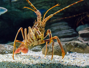 The Caribbean Spiny lobster 
