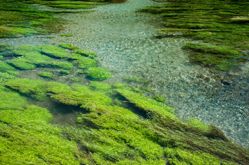 Blue Spring which is located at Te Waihou Walkway,Hamilton New Zealand. It internationally acclaimed supplies around 70% of New Zealand's bottled water because of the pure water.