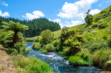 Fototapeta na wymiar Blue Spring which is located at Te Waihou Walkway,Hamilton New Zealand. It internationally acclaimed supplies around 70% of New Zealand's bottled water because of the pure water.