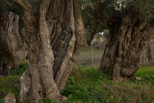 Millenary olive tree at Alentejo, Portugal