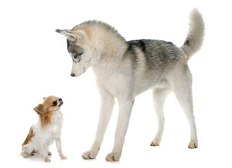 gray siberian husky and chihuahua