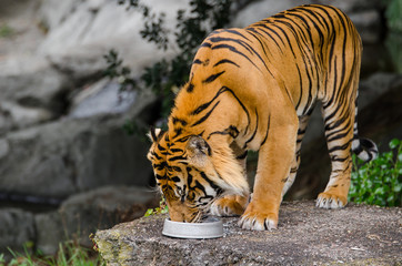 A tiger having its food.