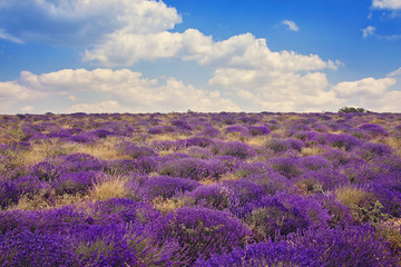 lavender wild fields