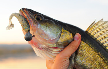 Obraz premium Walleye Fishing