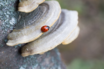 Naklejka premium Ladybug on tree mushroom