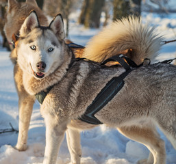Siberian Husky. Siberian Husky is walking on winter field